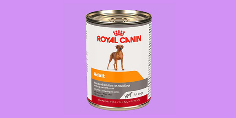 wet canned food for dogs